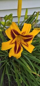 Flower from right of front porch