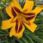 Flower from right of front porch